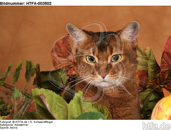 Abessinier / abyssinian cat / HTFA-003502