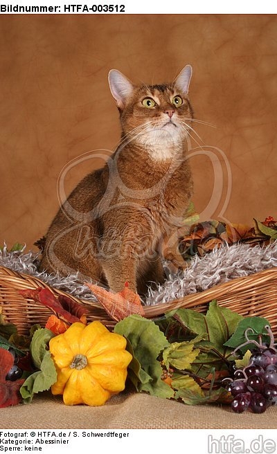 Abessinier / abyssinian cat / HTFA-003512