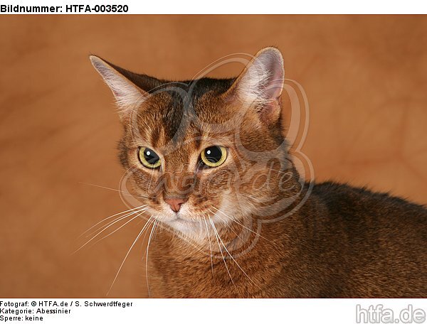 Abessinier / abyssinian cat / HTFA-003520