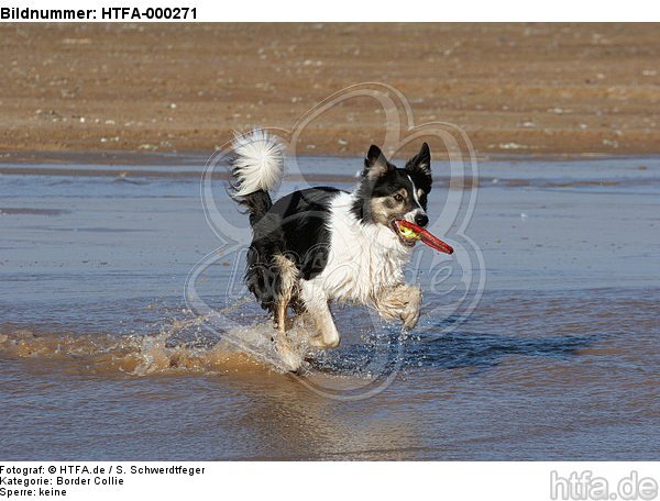 spielender Border Collie am Strand / playing Border Collie at beach / HTFA-000271