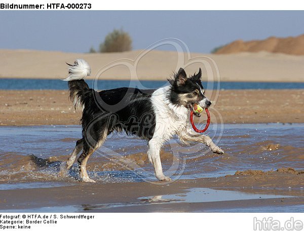 spielender Border Collie am Strand / playing Border Collie at beach / HTFA-000273