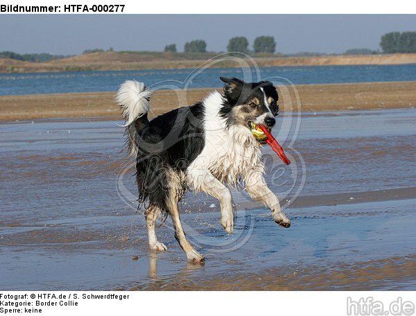 spielender Border Collie am Strand / playing Border Collie at beach / HTFA-000277