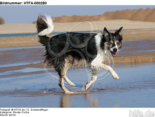 rennender Border Collie am Strand / running Border Collie at beach / HTFA-000280