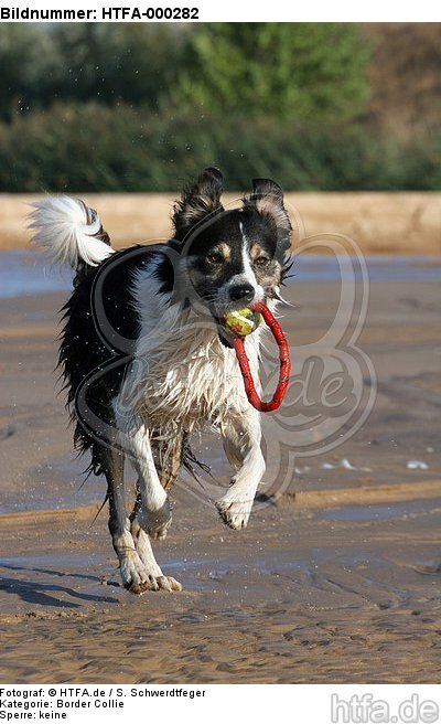 spielender Border Collie / playing Border Collie / HTFA-000282