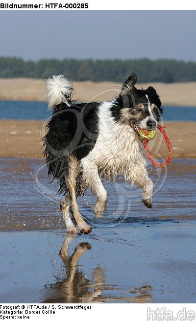 spielender Border Collie am Strand / playing Border Collie at beach / HTFA-000285