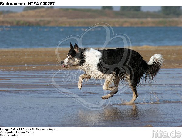 rennender Border Collie am Strand / running Border Collie at beach / HTFA-000287