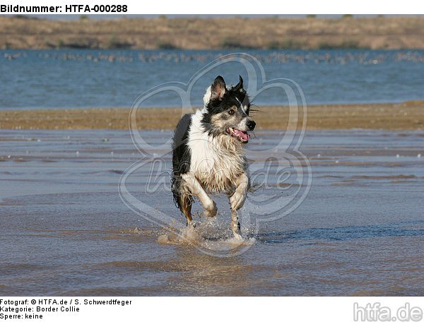 rennender Border Collie am Strand / running Border Collie at beach / HTFA-000288