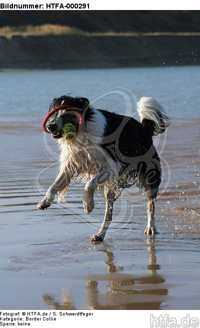 spielender Border Collie am Strand / playing Border Collie at beach / HTFA-000291