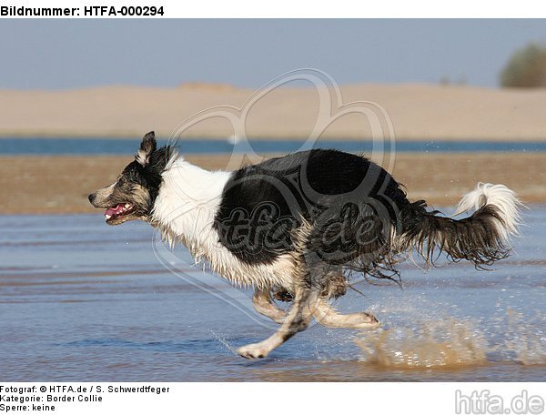 rennender Border Collie am Strand / running Border Collie at beach / HTFA-000294