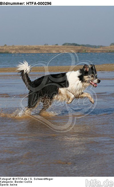 rennender Border Collie am Strand / running Border Collie at beach / HTFA-000296