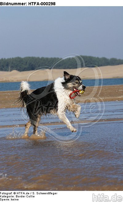 spielender Border Collie am Strand / playing Border Collie at beach / HTFA-000298