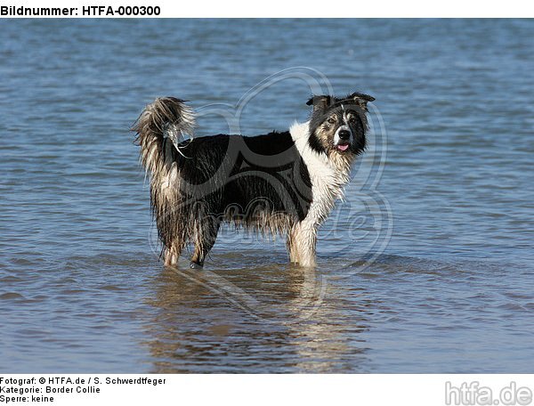 Border Collie steht im Wasser / bathing Border Collie / HTFA-000300