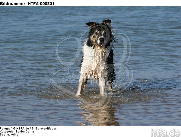 Border Collie steht im Wasser / bathing Border Collie / HTFA-000301