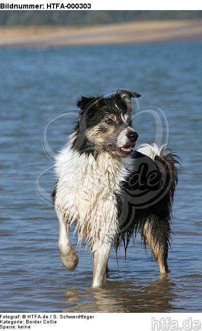 Border Collie steht im Wasser / bathing Border Collie / HTFA-000303