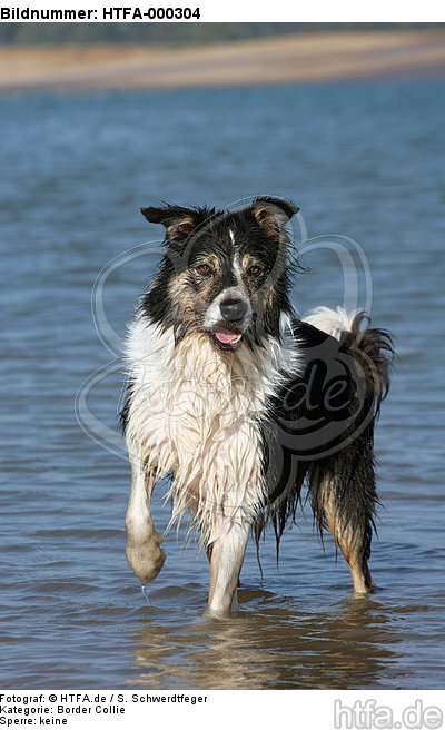 Border Collie steht im Wasser / bathing Border Collie / HTFA-000304