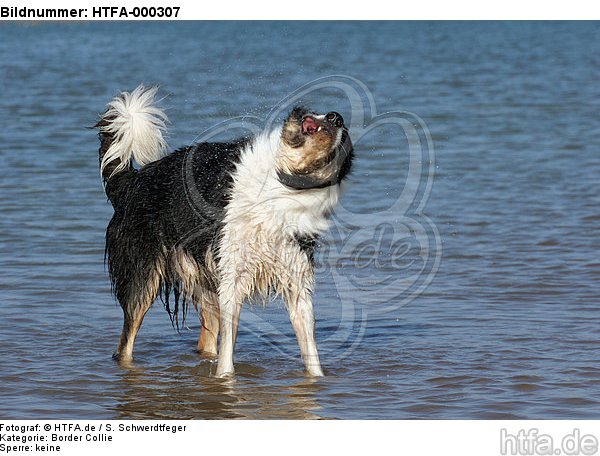 Border Collie schüttelt sich / shaking Border Collie / HTFA-000307