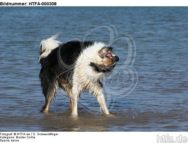 Border Collie schüttelt sich / shaking Border Collie / HTFA-000308