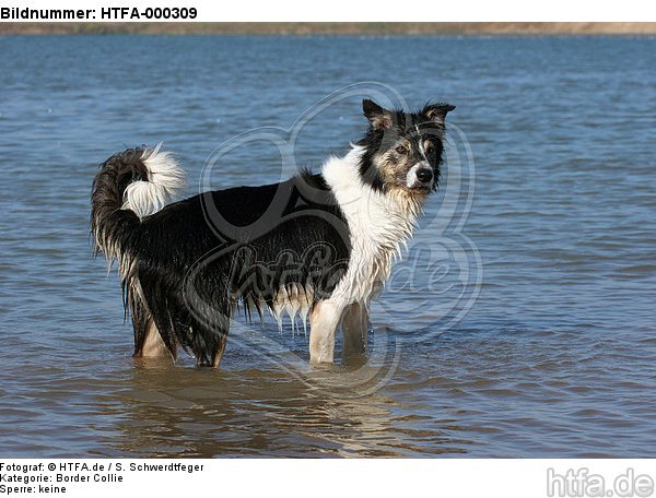 Border Collie steht im Wasser / bathing Border Collie / HTFA-000309