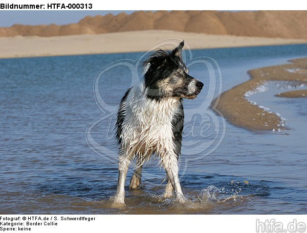 Border Collie steht im Wasser / bathing Border Collie / HTFA-000313