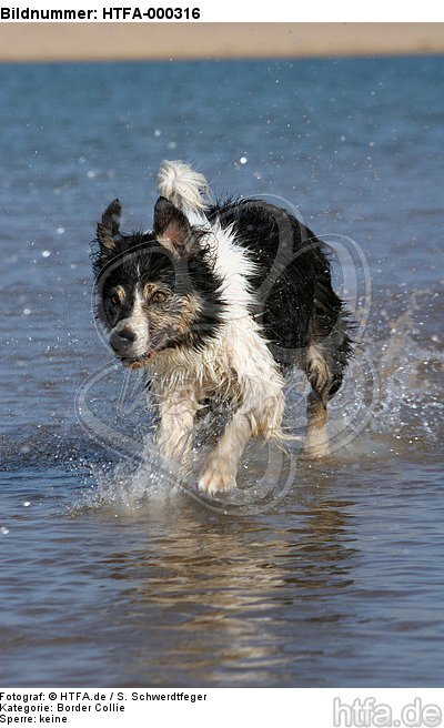 Border Collie rennt durchs Wasser / running Border Collie / HTFA-000316