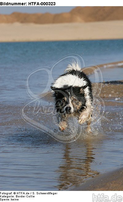 Border Collie rennt durchs Wasser / running Border Collie / HTFA-000323