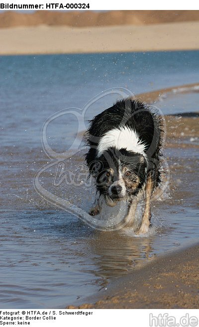 Border Collie rennt durchs Wasser / running Border Collie / HTFA-000324