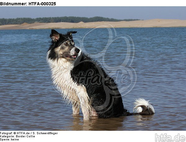 Border Collie sitzt im Wasser / Border Collie sitting in water / HTFA-000325