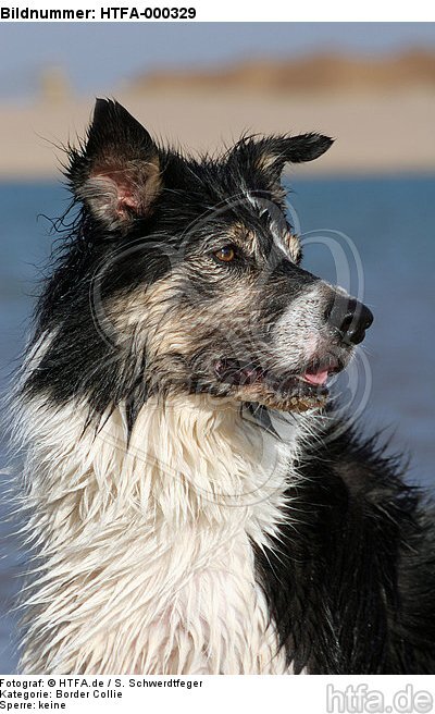 Border Collie Portrait / HTFA-000329