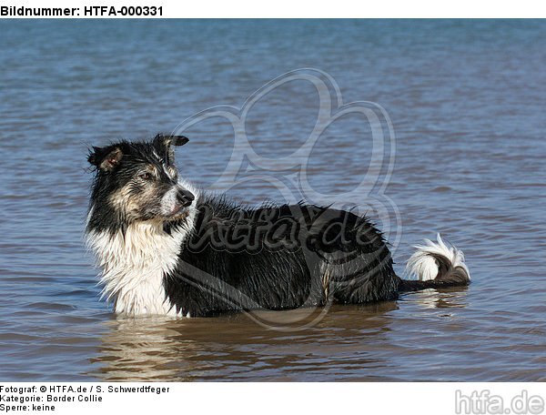 Border Collie liegt im Wasser / Border Collie lying in water / HTFA-000331