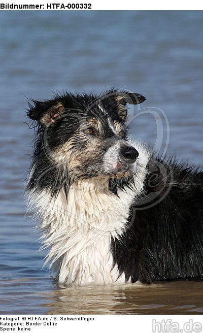 Border Collie Portrait / HTFA-000332