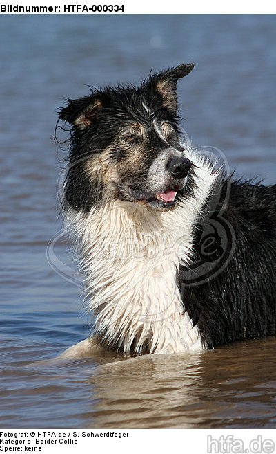 Border Collie liegt im Wasser / Border Collie lying in water / HTFA-000334