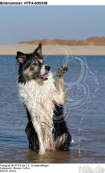 winkender Border Collie / waving Border Collie / HTFA-000338