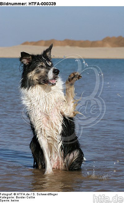 winkender Border Collie / waving Border Collie / HTFA-000339