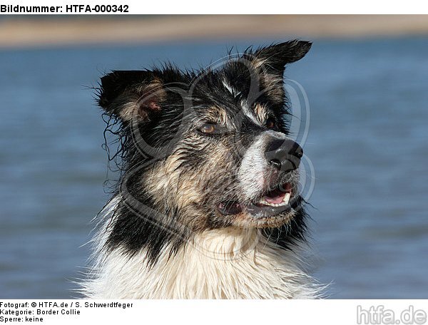 Border Collie Portrait / HTFA-000342