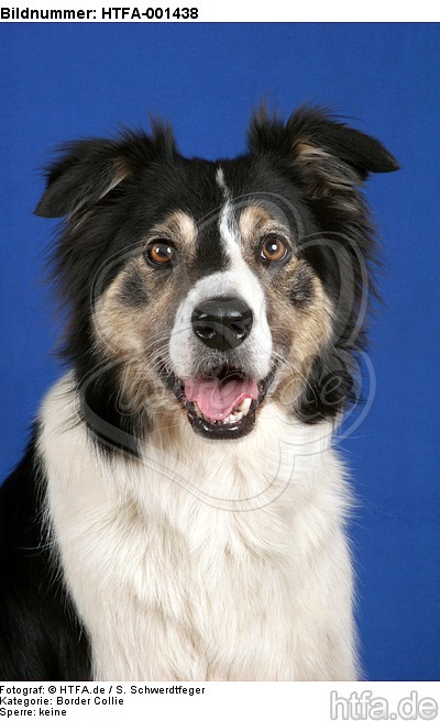 Border Collie / HTFA-001438