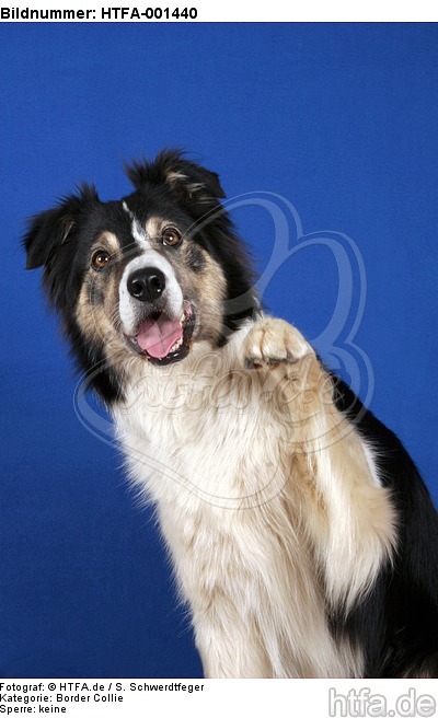 Border Collie / HTFA-001440