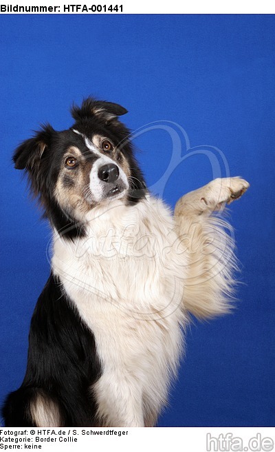 Border Collie / HTFA-001441