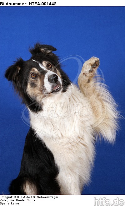 Border Collie / HTFA-001442