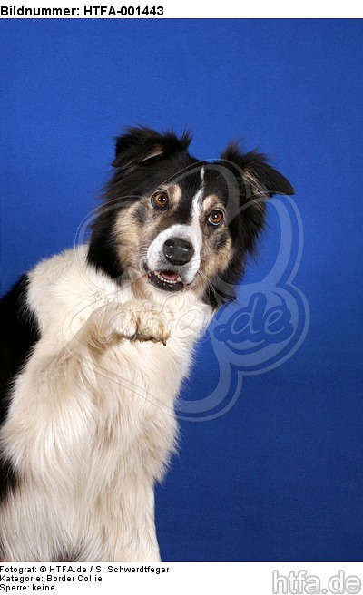 Border Collie / HTFA-001443