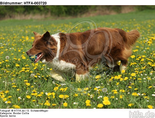 Border Collie / HTFA-003720