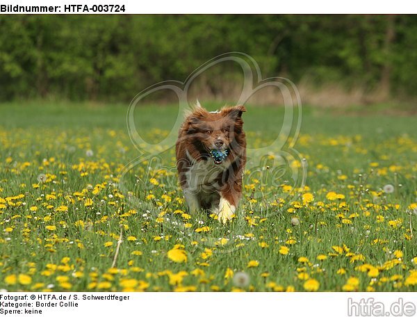 Border Collie / HTFA-003724