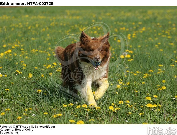 Border Collie / HTFA-003726