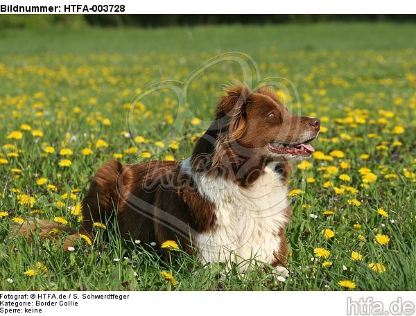 Border Collie / HTFA-003728