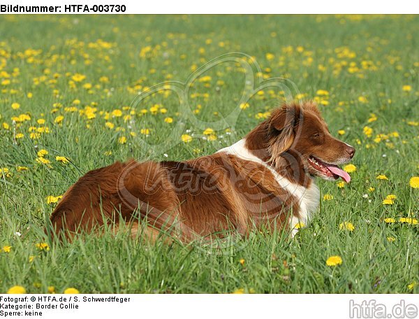 Border Collie / HTFA-003730