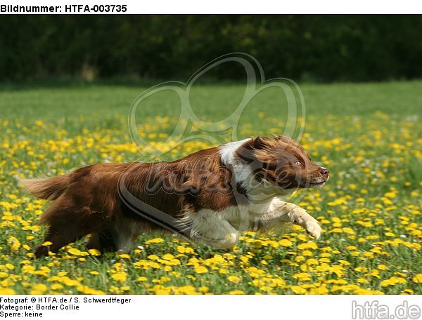 Border Collie / HTFA-003735