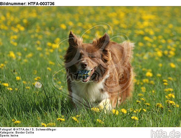 Border Collie / HTFA-003736