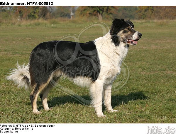 Border Collie / HTFA-005912