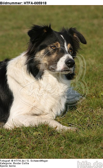 Border Collie / HTFA-005918