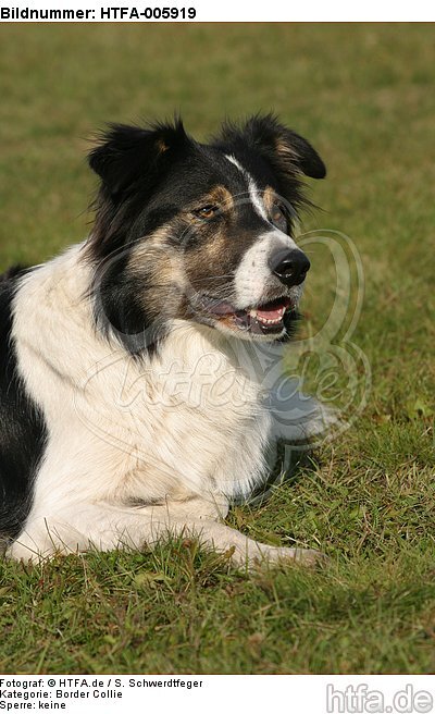 Border Collie / HTFA-005919