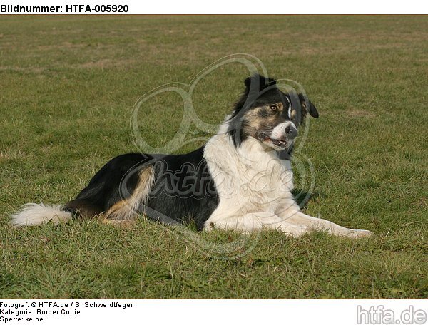 Border Collie / HTFA-005920